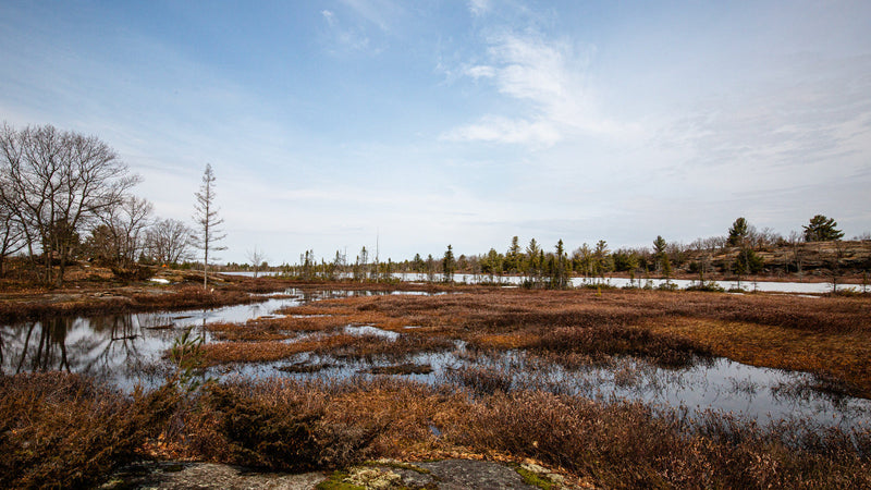 The Walk With Him - Pure Muskoka