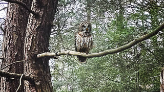 Close Encounters of the Bird Kind