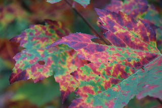 The Most Colourful Time Of The Year.