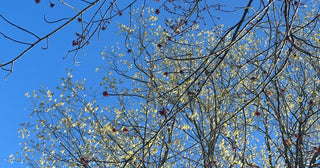 How To Tell Your Maples Apart