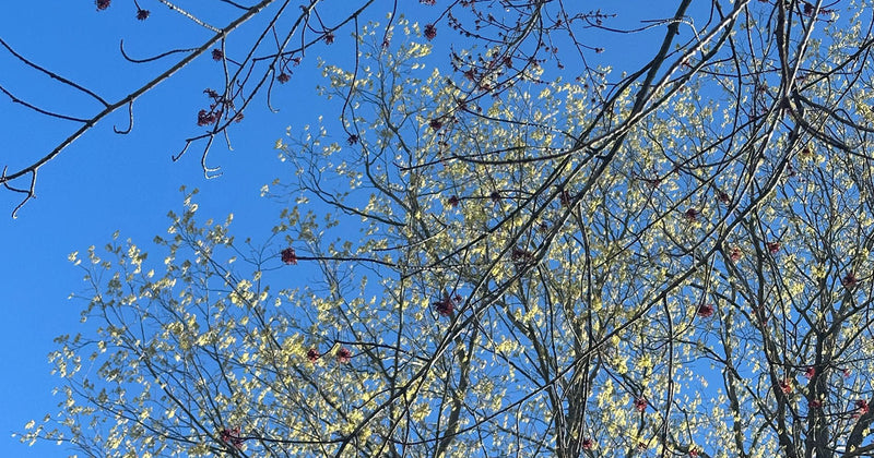 How To Tell Your Maples Apart