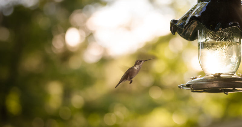 A Hummingbird's Heart Beats 1,260 Times a Minute - Pure Muskoka