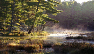 Into The Woods - Stop Scrolling, Start Walking - Pure Muskoka