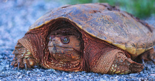 It's Turtle Season