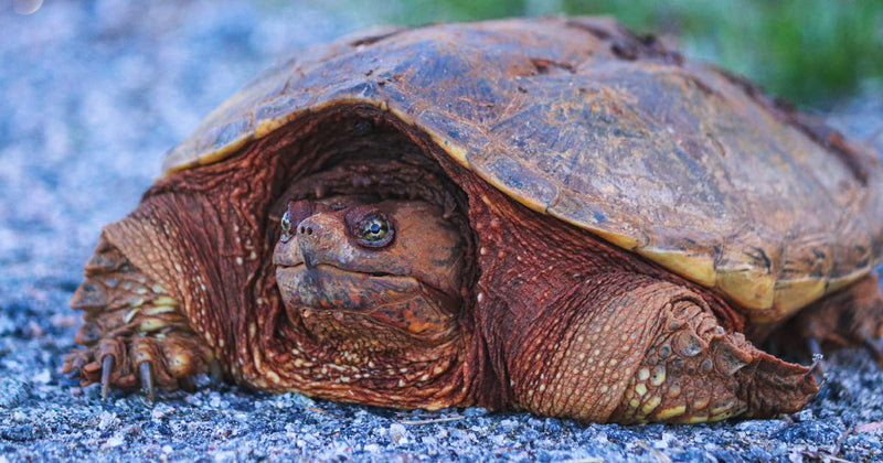 It's Turtle Season
