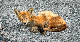 The Fox Whisperers: How Our Community United to Help a Furry Friend in Need