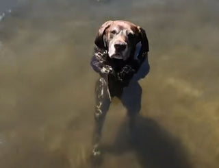 Otto - Dog Standing In Water