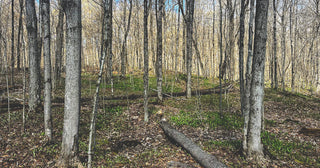 Ramping Up - Wild Leeks, A Muskoka Spring Tradition - Pure Muskoka