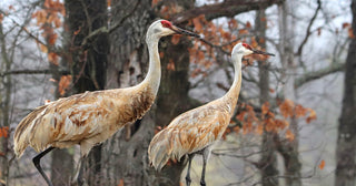 My First Encounter With Sandhill Cranes - Pure Muskoka