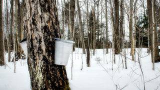 "Syrup"rise, It's Tree Tapping Time!