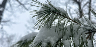 The Spring of Deception