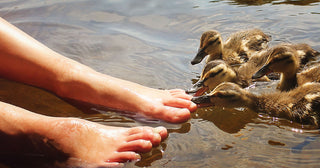 The Ordinary Magic of Muskoka - Ducks nipping at your Toes - Pure Muskoka
