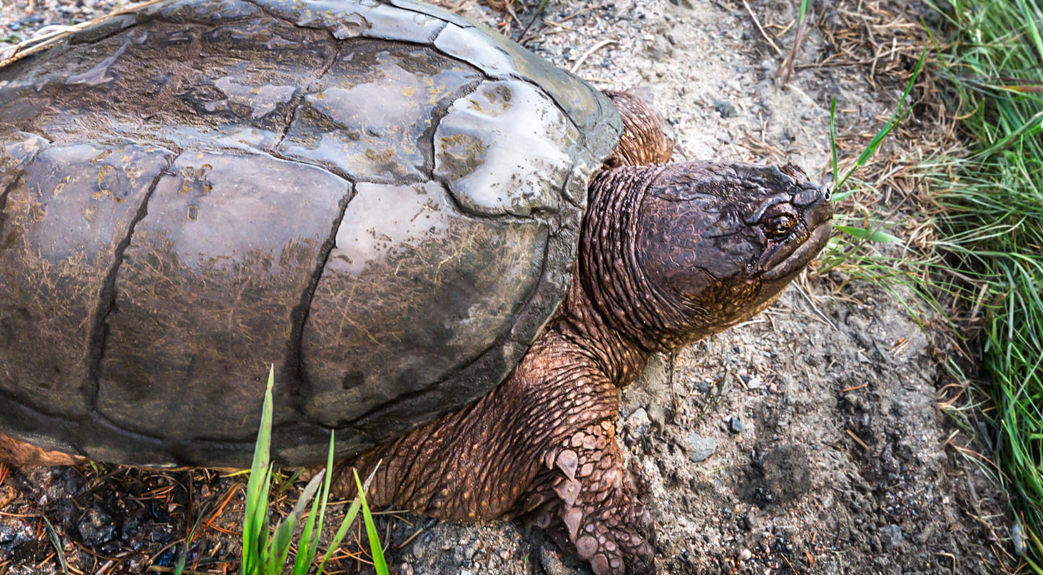 How To Identify Ontario's 8 Turtle Species – Pure Muskoka