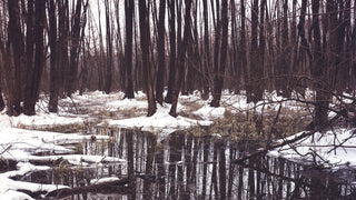 The Ugly In Between - Pure Muskoka