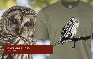 November 2020 - Owl Eyes